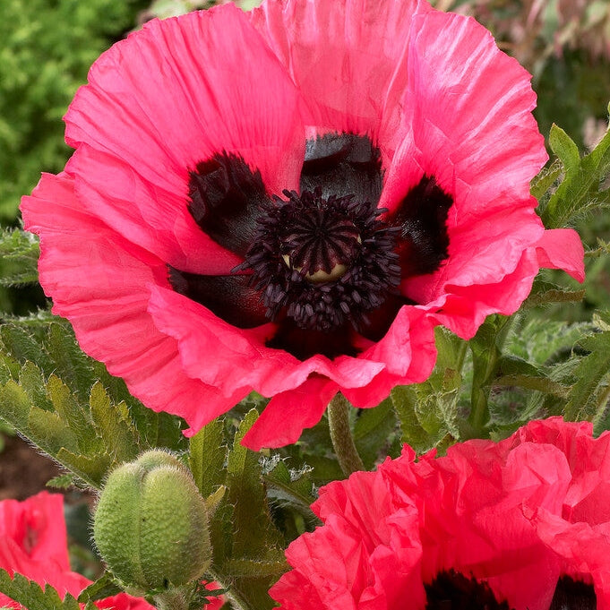 Valmue-Papaver 'Moulin Rouge' 1-pakning
